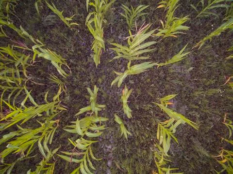 Corn field seen from above Stock Photos