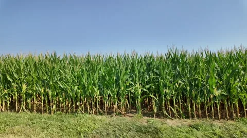 Corn field seen from moving car 스톡 동영상 282248408