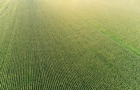 Corn field as seen from the sky Stock Photos