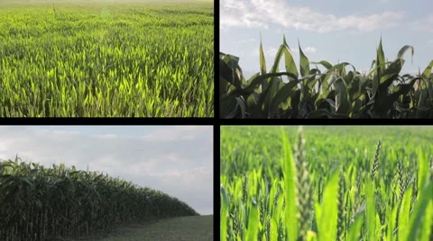Corn field sequences Vidéo 8086714