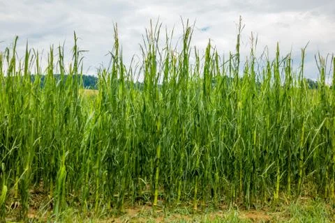 Corn field severly damaged in heavy storm with hail, crops ruine Stock Photos