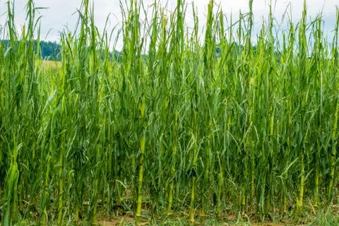 Corn field severly damaged in heavy storm with hail, crops ruine Stock Photos