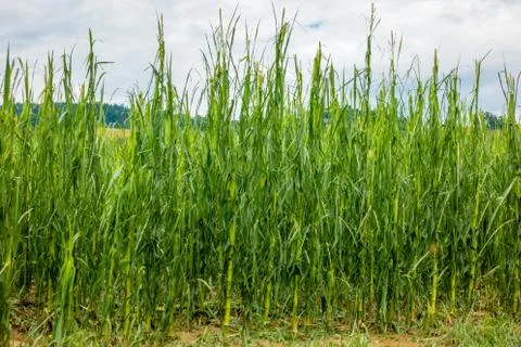 Corn field severly damaged in heavy storm with hail, crops ruine Stock Photos