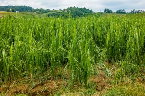 Corn field severly damaged in heavy storm with hail, crops ruine Stock Photos