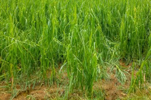 Corn field severly damaged in heavy storm with hail, crops ruine Stock Photos
