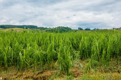Corn field severly damaged in heavy storm with hail, crops ruine Stock Photos