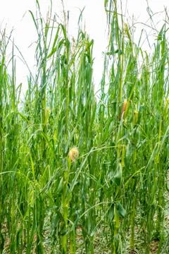 Corn field severly damaged in heavy storm with hail, crops ruine Stock Photos