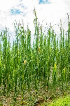 Corn field severly damaged in heavy storm with hail, crops ruine Stock Photos