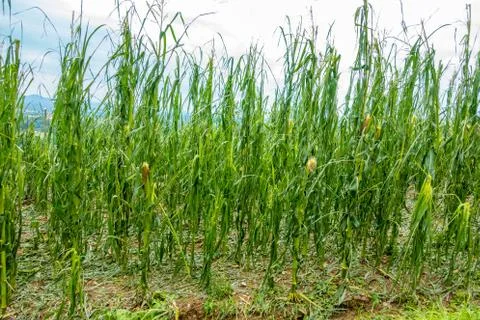 Corn field severly damaged in heavy storm with hail, crops ruine Stock Photos