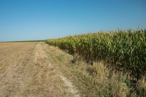Corn field shore and cloudless sky Stock Photos