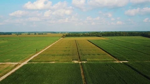 Corn field shot from the air. Vídeo Stock 78766663