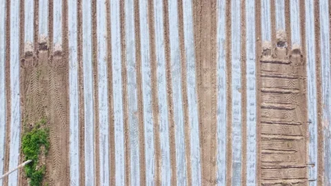 Corn field shot from a drone 1 動画素材 154880993