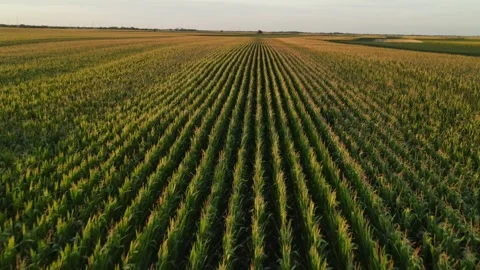 Corn field shot from a drone. Stock Footage 265424587