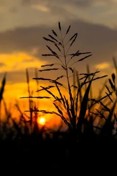 Corn field silhouettes at sunset on a cloudy day Foto stock