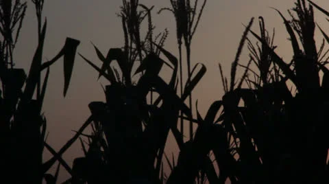 Corn field sillhouette _1 Stock Footage 26954540