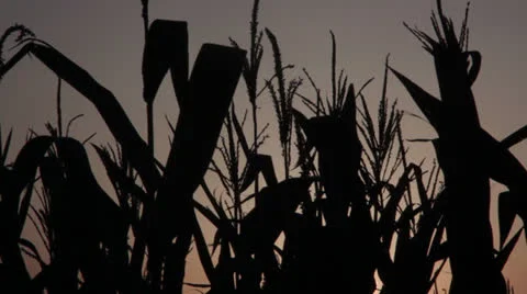 Corn field sillhouette Stock Footage 26943186