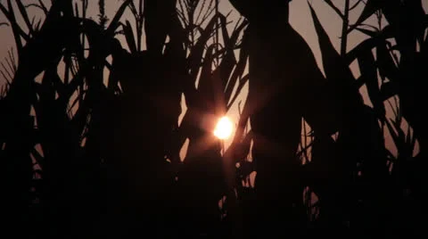 Corn field sillhouette (sun) Video stock 26946891