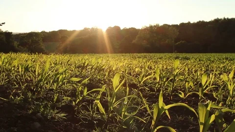 Corn Field With Single Oak Tree Stock Footage 74580910