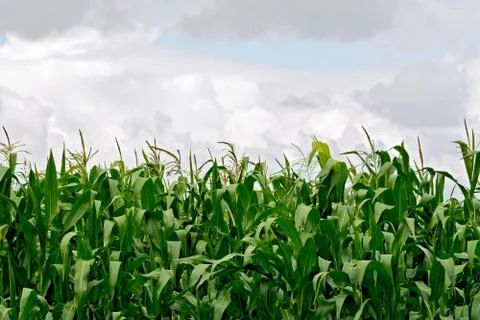 Corn in field on sky background Stock Photos