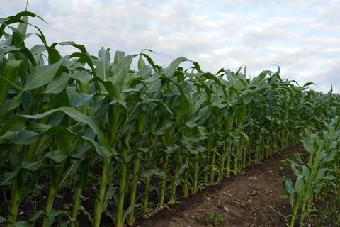 Corn field with sky background Stock Photos