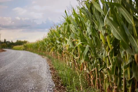 Corn field with sky Stock Photos