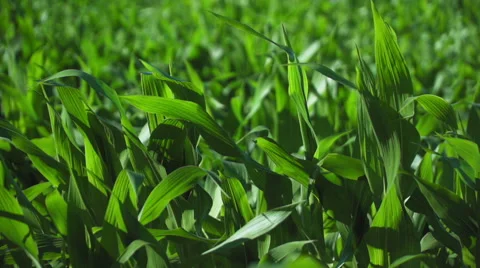 Corn field Slow motion shot Stock Footage 65183902