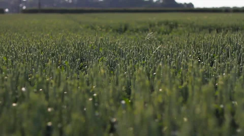 Corn Field - Slow Tilt Stock Footage 37910058