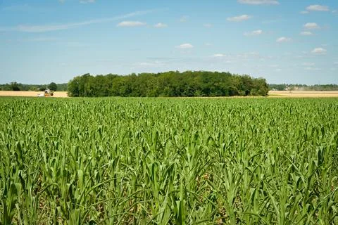Corn field with a small copse in the background Stock Photos