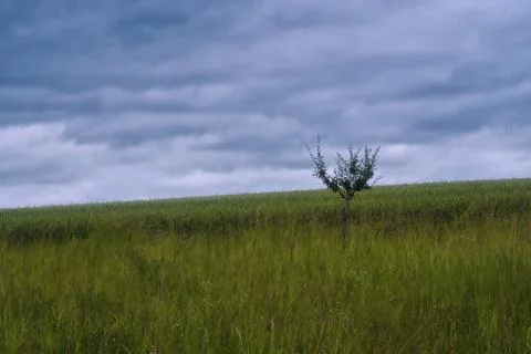 A corn field with a small tree in it Stock Photos