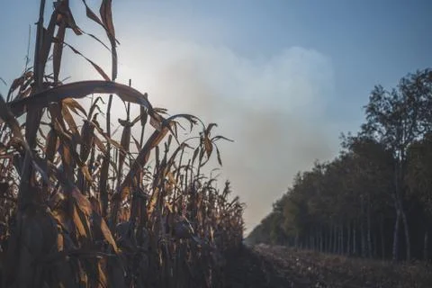 Corn field with smoke of fire in background. Stock Photos