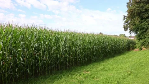 Corn field in the south of Munich at the edge of the forest, Bavaria, Germany. Stock Footage 158256984