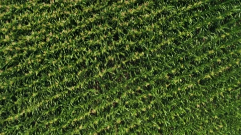 Corn field in spring Stock Footage 255188708