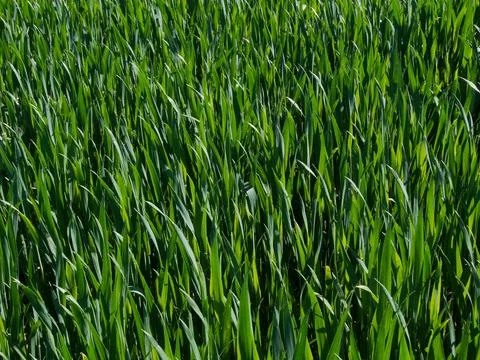 Corn field in spring Stock Photos