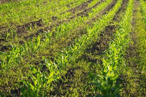 Corn field in spring Stock Photos