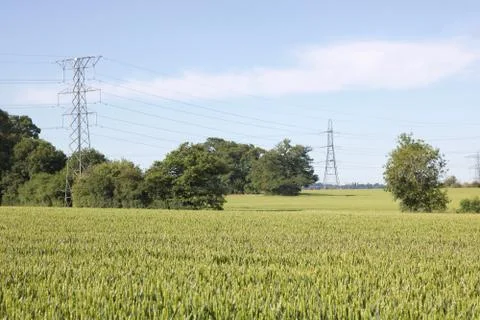 Corn field in spring with pylons in background with copy space Stock Photos