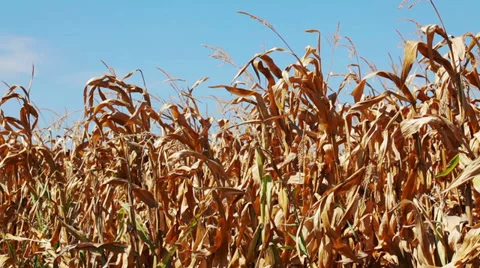Corn field - stalks wawing on light wind Stock Footage 35990540