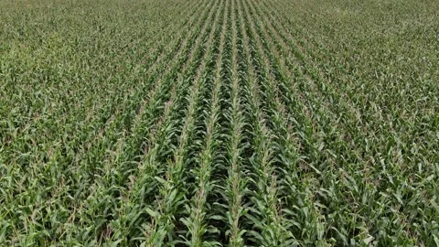 Corn Field Static Low Angle Drone Leaves Blowing Wind Manitoba Canada Stock Footage 345619324