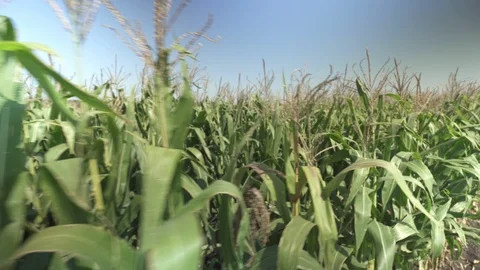 Corn field - stems - walk Vídeos de archivo 123783074