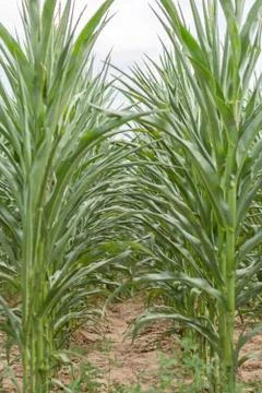 Corn field - Stock image Stockfoto's
