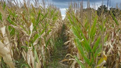 Corn field with storm clouds. Stock Photos
