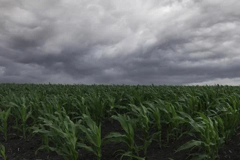 Corn field with a storm moving in Stock Photos