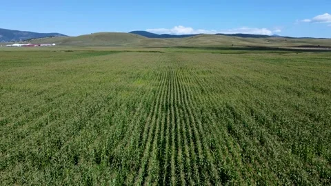 Corn field in summer, drone shot. Flight over the corn crop. Agriculture Stock Footage 320458846