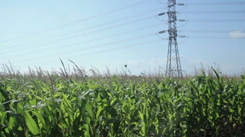Corn field in summer Stock Footage 36077379
