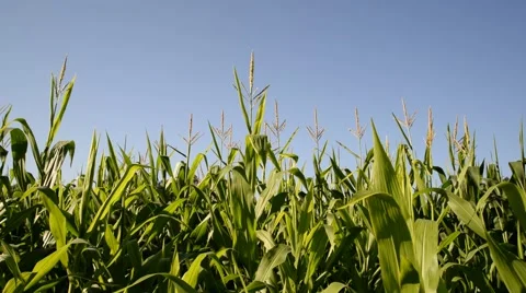 Corn Field in Summer. Stock Footage 48945946