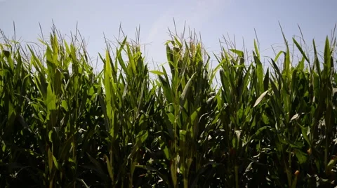 Corn Field in Summer. Stock Footage 48946191