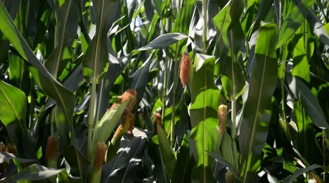 Corn Field in Summer. 스톡 동영상 48946469