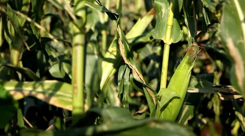 Corn Field in Summer, Full Grown, Research, Organic, Tassels CloseUp Vidéo 8534868