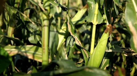 Corn Field in Summer, Full Grown, Research, Organic, Tassels CloseUp 스톡 동영상 8534955