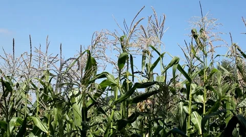 Corn Field in Summer, Full Grown, Research, Organic, Tassels CloseUp Stock Footage 8540194