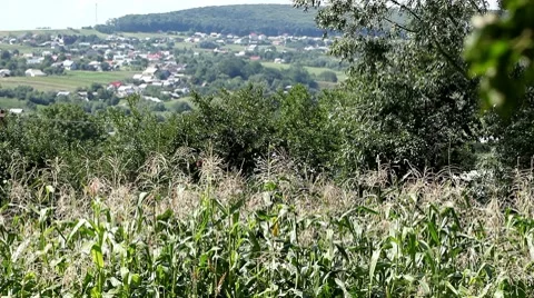 Corn Field in Summer, Full Grown, Research, Organic, Tassels CloseUp Video stock 8540231